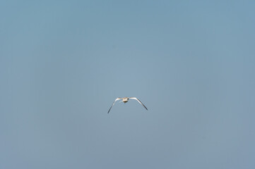 Tern Flying Away Sky Only