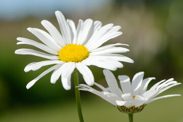 Fototapeta na wymiar white summer flowers daisy in the nature