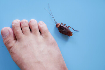 food and cockroach on blue background.