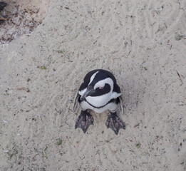 Brillenpinguine am Boulders Beach in Simon’s Town Südafrika