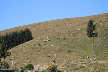 Widok na pastwisko krów