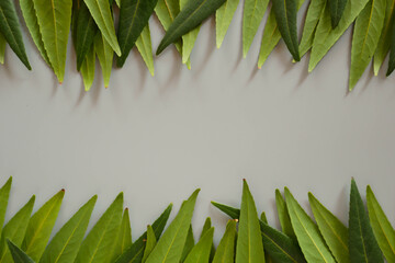 Fototapeta na wymiar Forest treeline made of green leaves on blue background. Minimal nature concept flat lay.