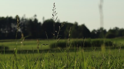 Źdźbło trawy przy zachodzącym słońcu  © Mateusz