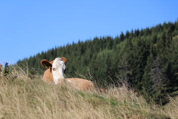 Leżąca krowa w otoczeniu wzgórz