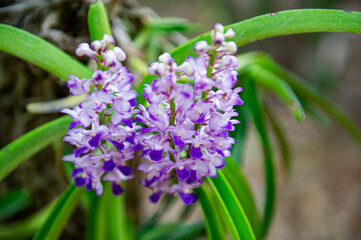 Purple and white orchid, fresh and beautiful