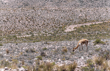 Wild vicuna (vicuña or vicugna) grazes in andean scenery of Peru. Aguada Blanca National Reserve, near Arequipa and Colca Canyon
