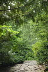 Fototapeta premium A path in the forest landscape close-up
