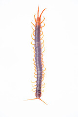 Centipede is a poisonous animal with many legs that can bite and release poison to enemies.