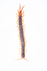 Centipede is a poisonous animal with many legs that can bite and release poison to enemies.