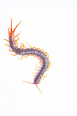 Centipede is a poisonous animal with many legs that can bite and release poison to enemies.