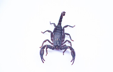 Black scorpions are poisonous animals.