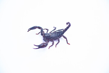 Black scorpions are poisonous animals.