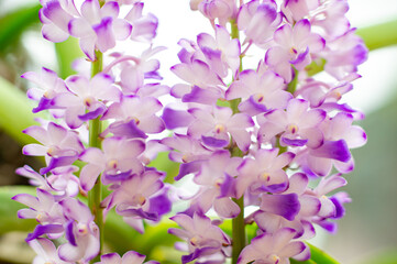Purple and white orchid, fresh and beautiful
