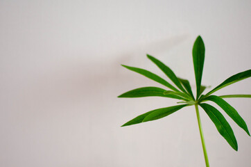 plants on a light pink background minimalism