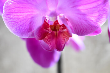 Fioletowe kwiaty storczyka w zbliżeniu. © Krzysztof Głowacki