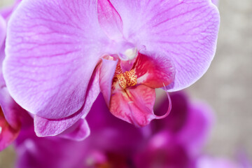 Fioletowe kwiaty storczyka w zbliżeniu. © Krzysztof Głowacki