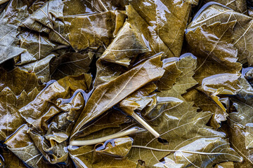 close up vine leaves soaked in water for cooking leaf wrapping. recipe and food concept background