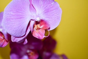 Fioletowe kwiaty storczyka w zbliżeniu. © Krzysztof Głowacki