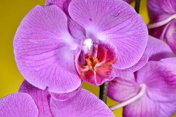 Fioletowe kwiaty storczyka w zbliżeniu. - obrazy, fototapety, plakaty