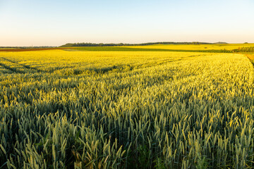 Agricultural fields full of grain and wheat with a golden color due to the sunset in the neighborhood of Maastricht and Vroenhoeven.