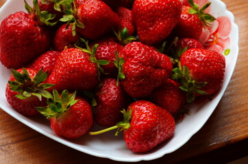 Harvesting of fresh ripe big red strawberry fruit in Dutch greenhouse