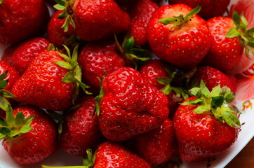 Harvesting of fresh ripe big red strawberry fruit in Dutch greenhouse