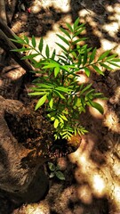 A fully healthy marigold plant in a cut stem of a Litchi tree