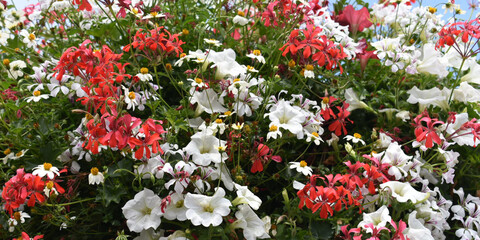 red and white flowers