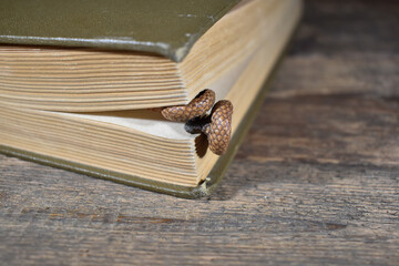 Duże żołędzie na różnych tłach.