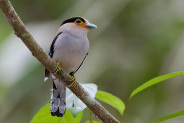 Silver breasted Broadbill perching on the branch of the tree in the forest