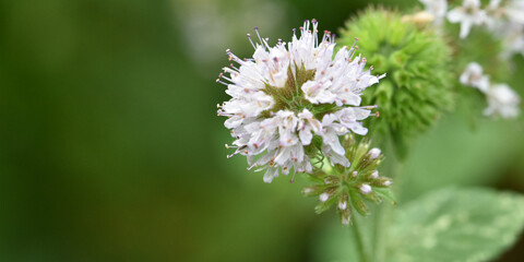 white flowers of a green grass