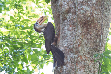 Male Brown Hornbill perching in front of the nest feeding the female and baby bird