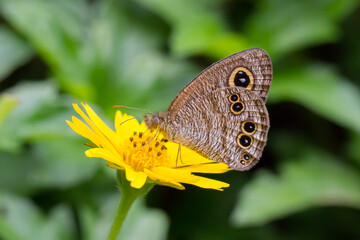 Beautiful butterfly perching on the flower