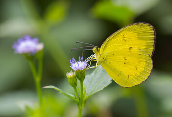 Beautiful butterfly perching on the flower