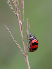 Colourful ladybug perching on the branch of the tree