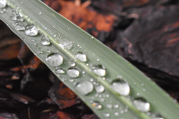 Fototapeta Krople deszczu na zielonym liściu. obraz