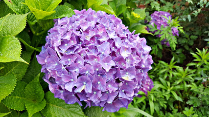 한국 제주도의 대표적인 꽃 수국 