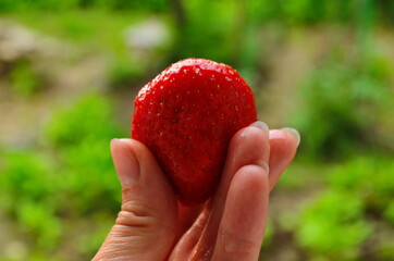 Harvesting of fresh ripe big red strawberry fruit in Dutch greenhouse