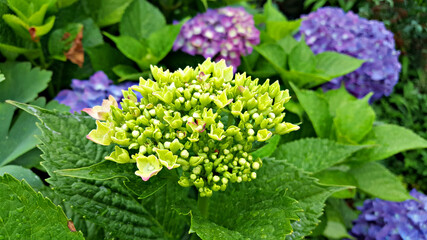 한국 제주도의 대표적인 꽃 수국 