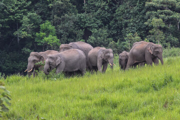 Naklejka na ściany i meble Herd of wild elephants moving out from the jungle