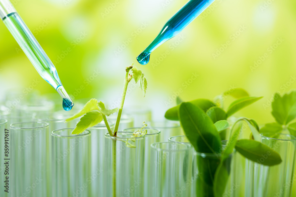 Wall mural pipette dropping green sample chemical  over young sample plant growing in test tube , biotechnology research concept