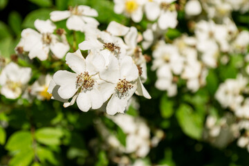 Blooming white rosehip with small flowers in the garden.