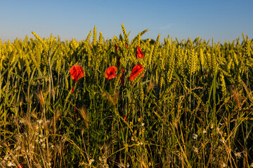 Blooming poppy fields between Maastricht and Riemst in agricultural fields with wheat and grain during a golden hour sunset on a warm summer evening