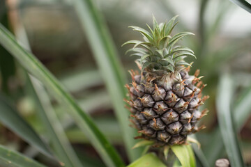 Ananas