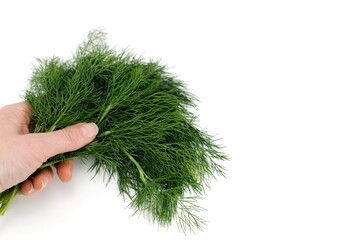 A sprig of dill in a female hand. Fresh green dill for healthy food