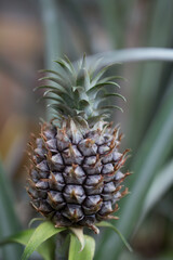 Ananas