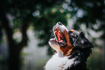 Bernese mountain dog in green park background. Active and funny bernese.	