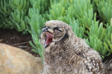 owl in the grass yawning