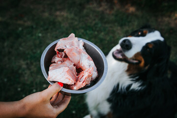 Bernese mountain dog eats raw food. Fresh dog food. Dog eating turkey bone. - obrazy, fototapety, plakaty
