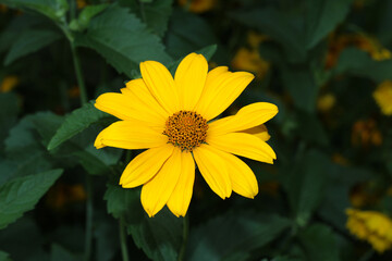 Yellow daisies in the garden. Yellow chic flower.